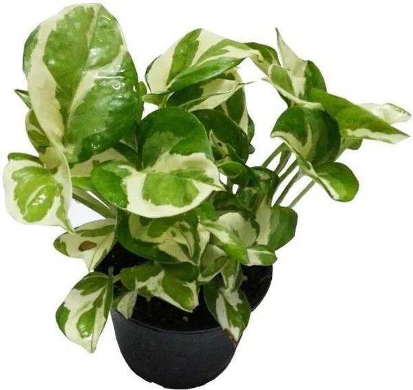 Money_Plant_(Hybrid,_Pack_of_1)