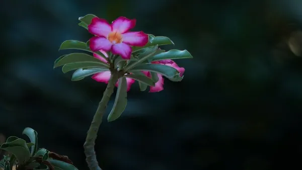 Adenium_Plant_(Hybrid,_Pack_of_1)