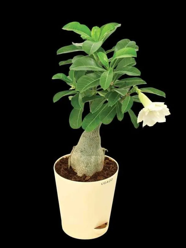 Adenium_Plant_(Hybrid,_Pack_of_1)