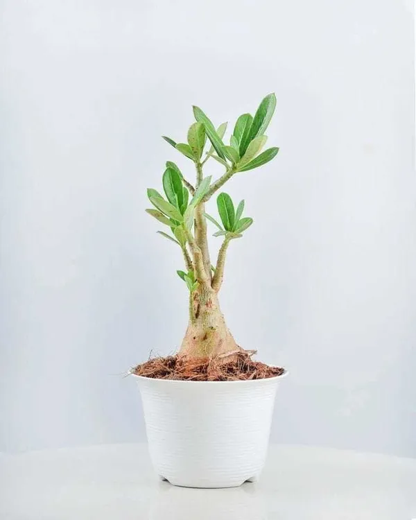Adenium_Plant_(Hybrid,_Pack_of_1)