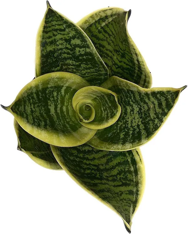 Money_Plant_(Hybrid,_Pack_of_1)