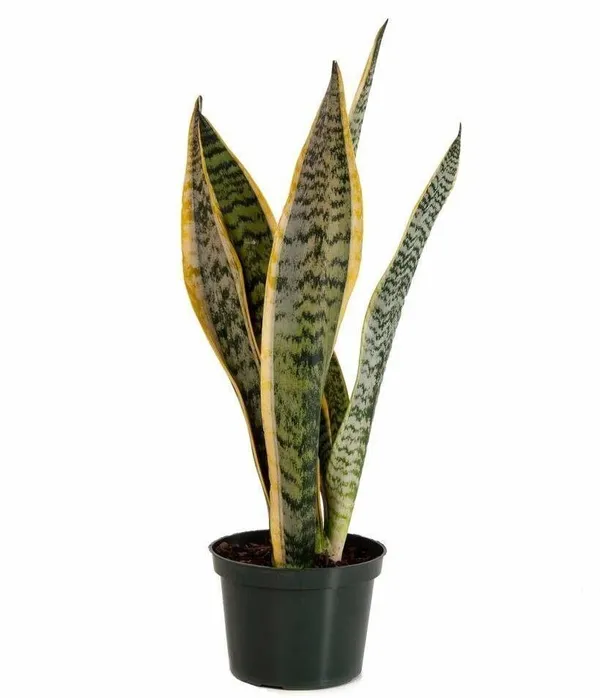 Money_Plant_(Hybrid,_Pack_of_1)