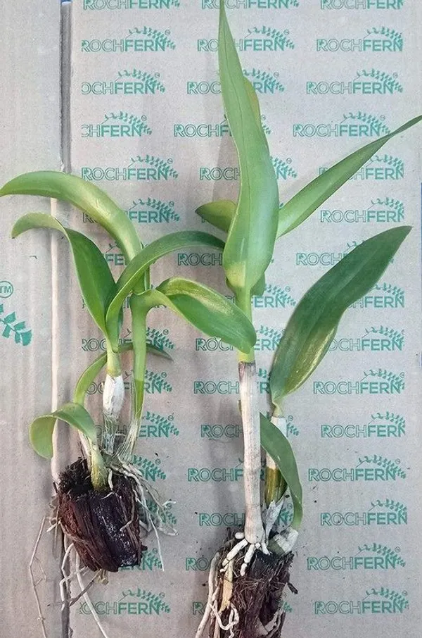 Lily_Plant_(Hybrid,_Pack_of_1)