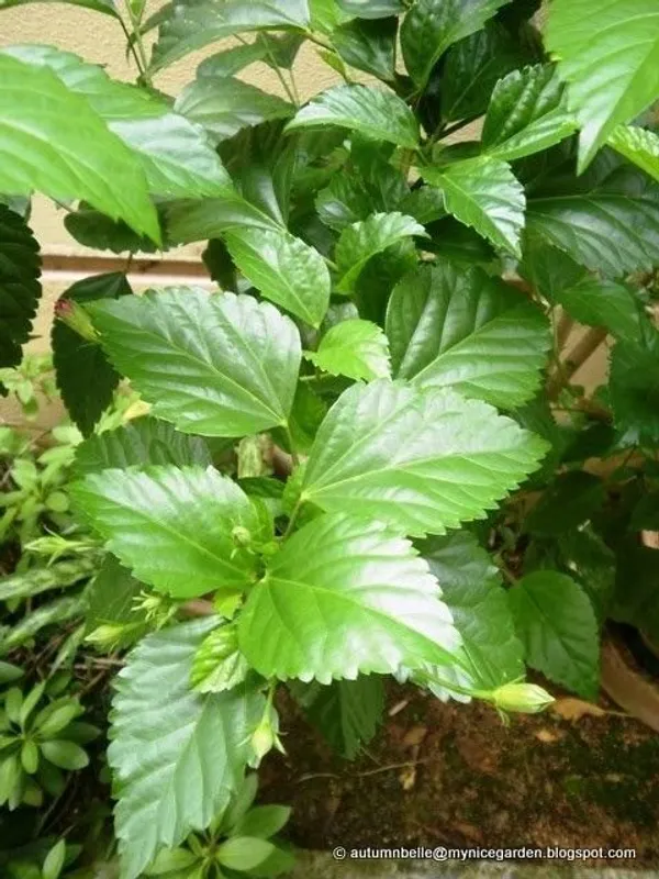Hibiscus_Plant_(Hybrid,_Pack_of_1)