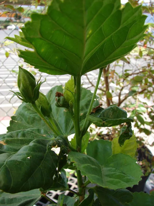 Hibiscus_Plant_(Hybrid,_Pack_of_1)