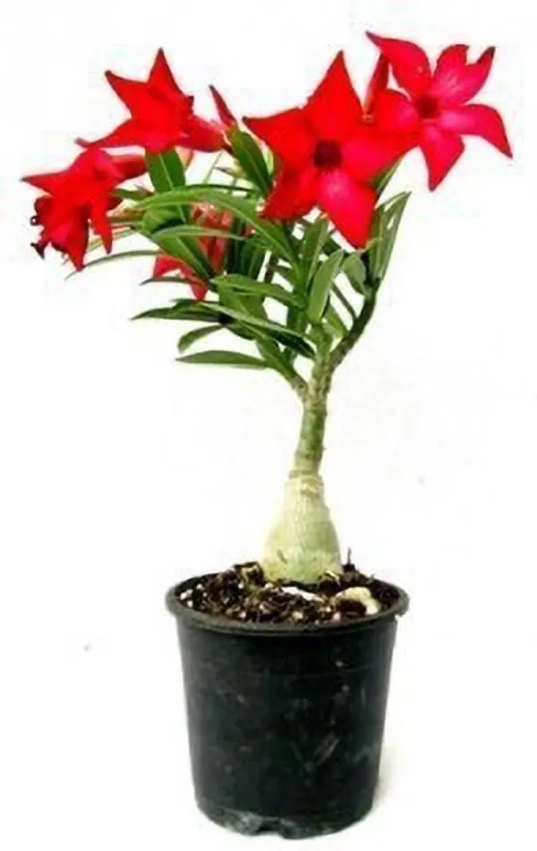 Adenium_Plant_(Hybrid,_Pack_of_1)