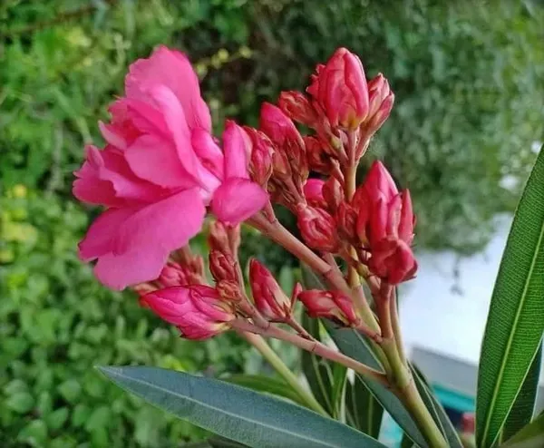 Rose_Plant_(Hybrid,_Pack_of_1)