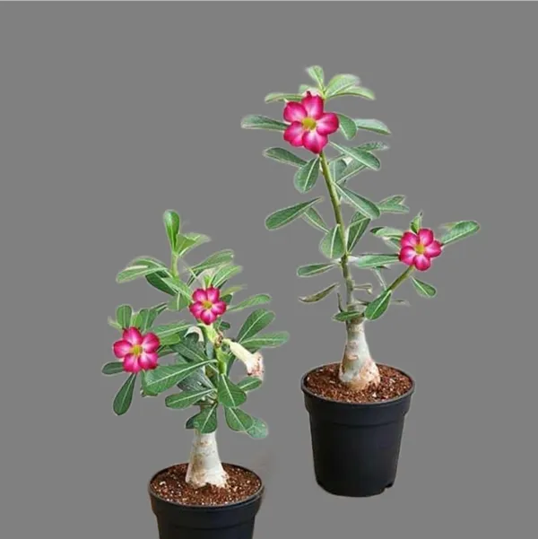 Adenium_Plant_(Hybrid,_Pack_of_1)