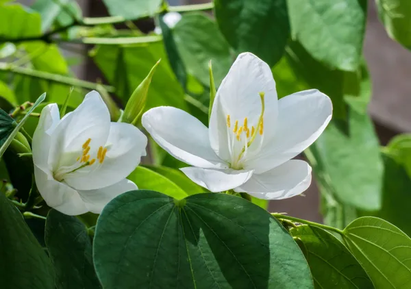 Kanchana_Plant_(Hybrid,_Pack_of_1)