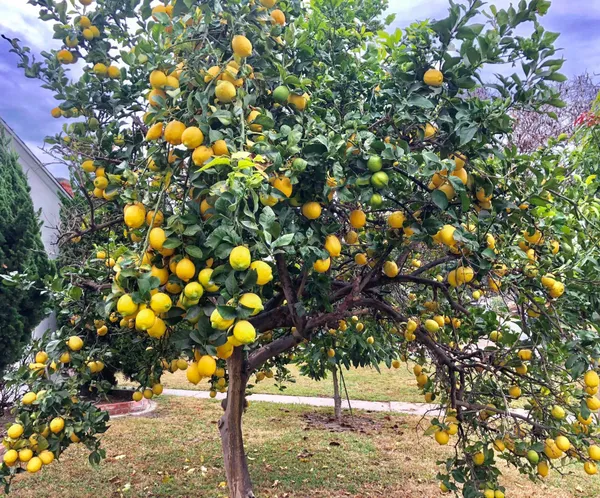 Lemon_Plant_(Hybrid,_Pack_of_1)
