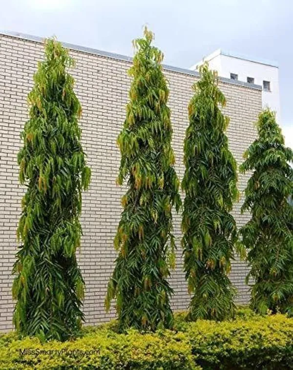 Ashok_Plant_(Hybrid,_Pack_of_1)