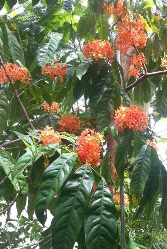Ashok_Plant_(Hybrid,_Pack_of_1)
