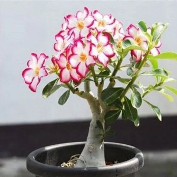 Adenium_Plant_(Hybrid,_Pack_of_1)