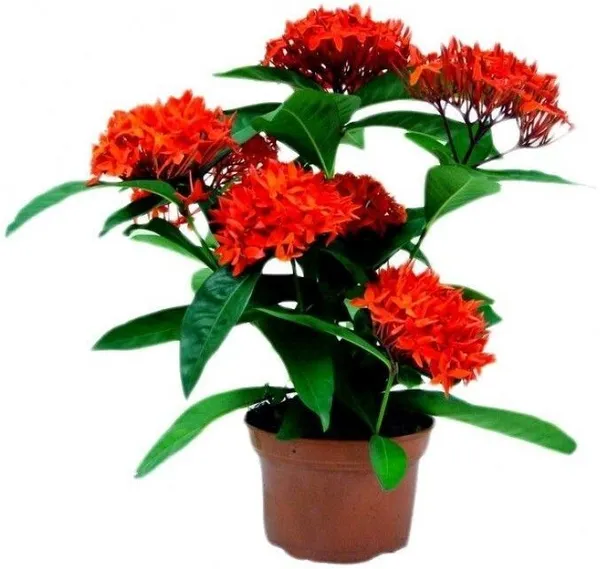 Trothic_Ixora/Chethi_Plant_(Hybrid,_Pack_of_1)