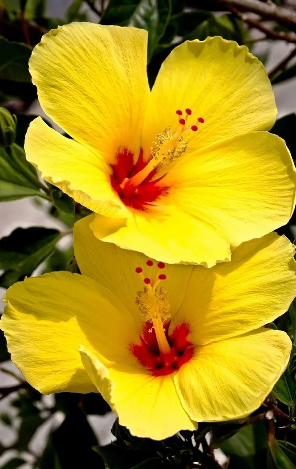 Hibiscus_Plant_(Hybrid,_Pack_of_1)