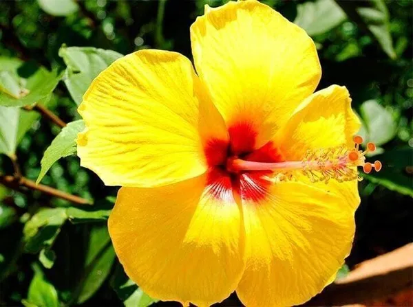 Hibiscus_Plant_(Hybrid,_Pack_of_1)