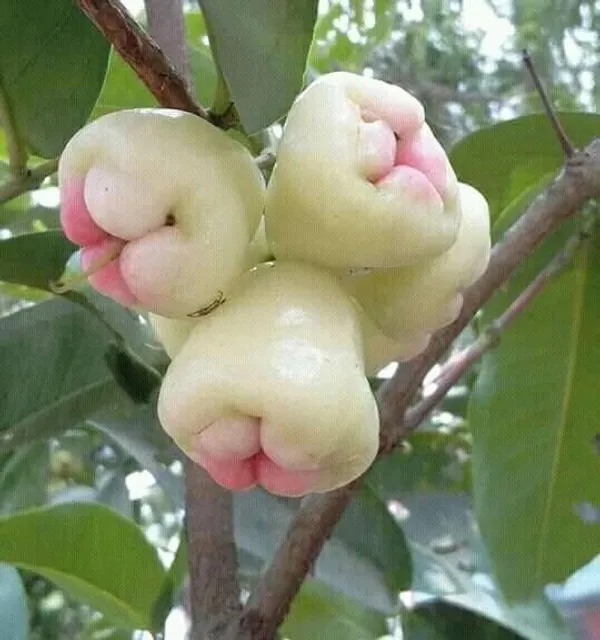 Jamun_Plant_(Hybrid,_Pack_of_1)