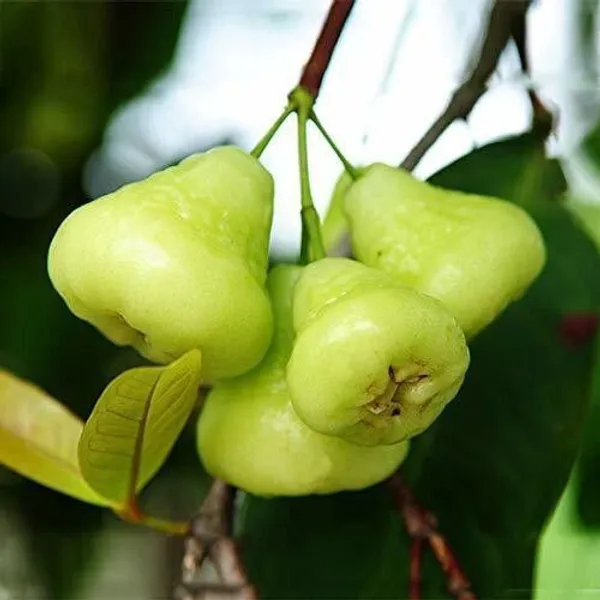 Jamun_Plant_(Hybrid,_Pack_of_1)