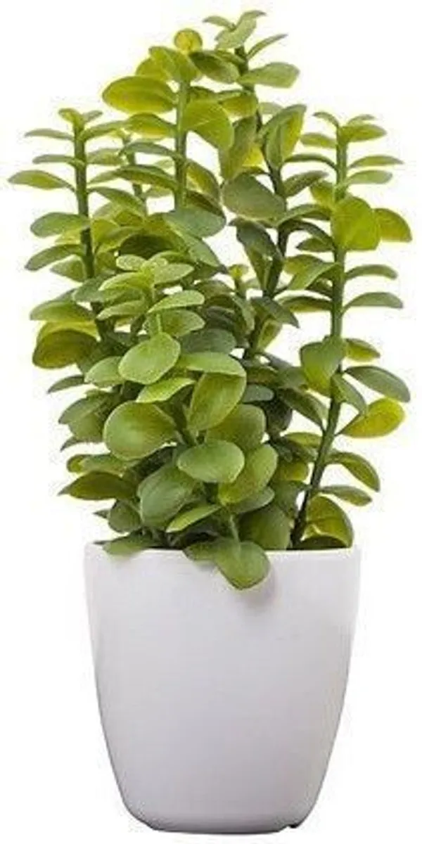 Jade_Plant_(Hybrid,_Pack_of_1)