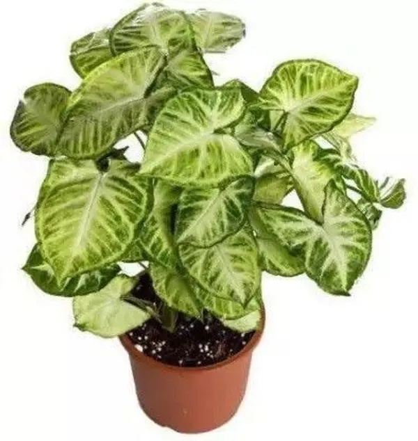Syngonium_Plant_(Hybrid,_Pack_of_1)