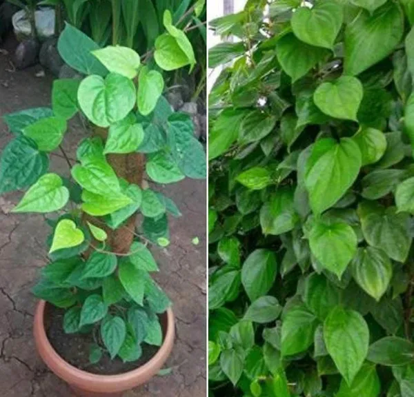 Jade_Plant_(Hybrid,_Pack_of_1)