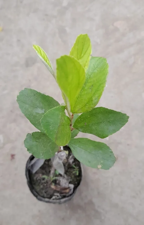 Ber_Apple_Plant_(Hybrid,_Pack_of_1)