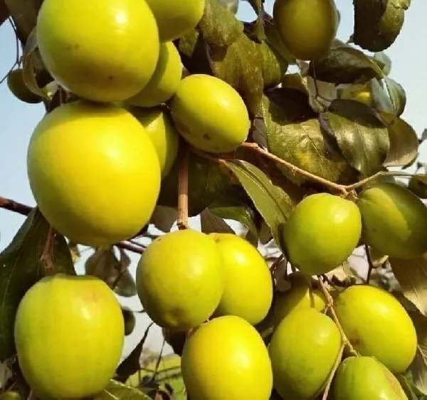 Ber_Apple_Plant_(Hybrid,_Pack_of_1)
