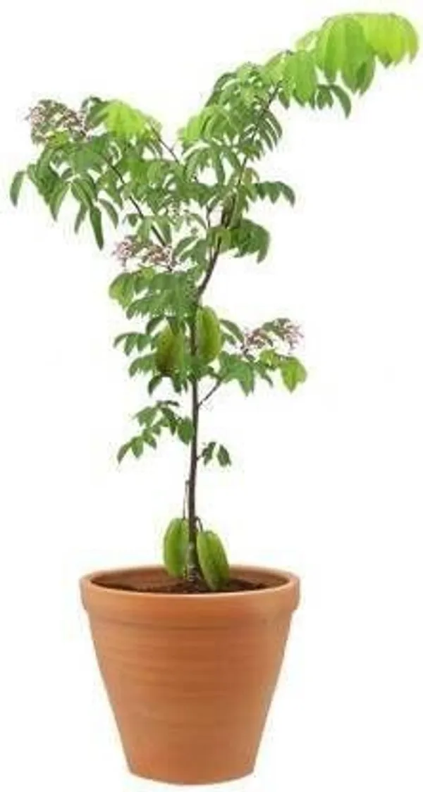 Star_Fruit_Carambola_Grafted_Plant_(Hybrid,_Pack_of_1)