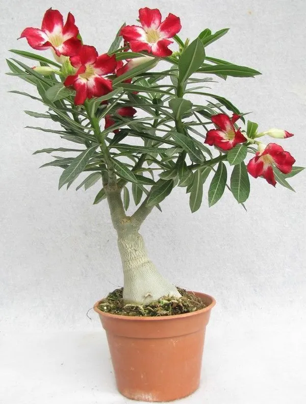Adenium_Plant_(Hybrid,_Pack_of_1)