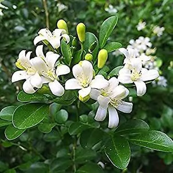 Madhu_Kamini_Plant_(Hybrid,_Pack_of_1)