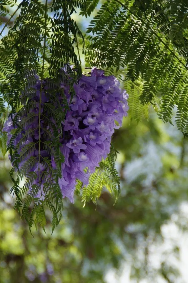 Shame_Plant_(Hybrid,_Pack_of_1)