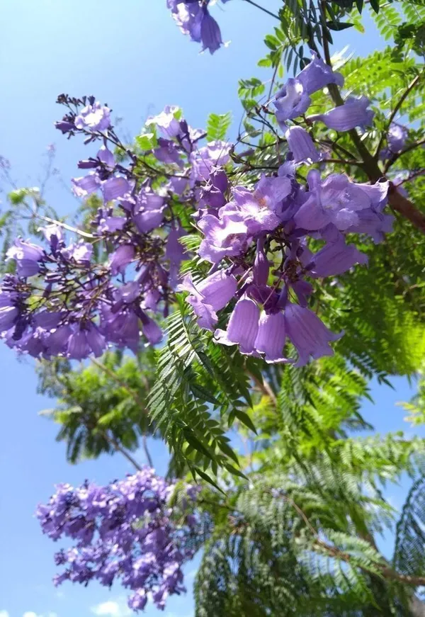 Shame_Plant_(Hybrid,_Pack_of_1)
