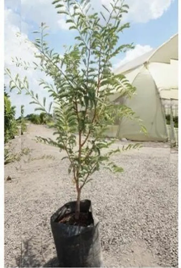 Tamarind_Plant_(Hybrid,_Pack_of_1)