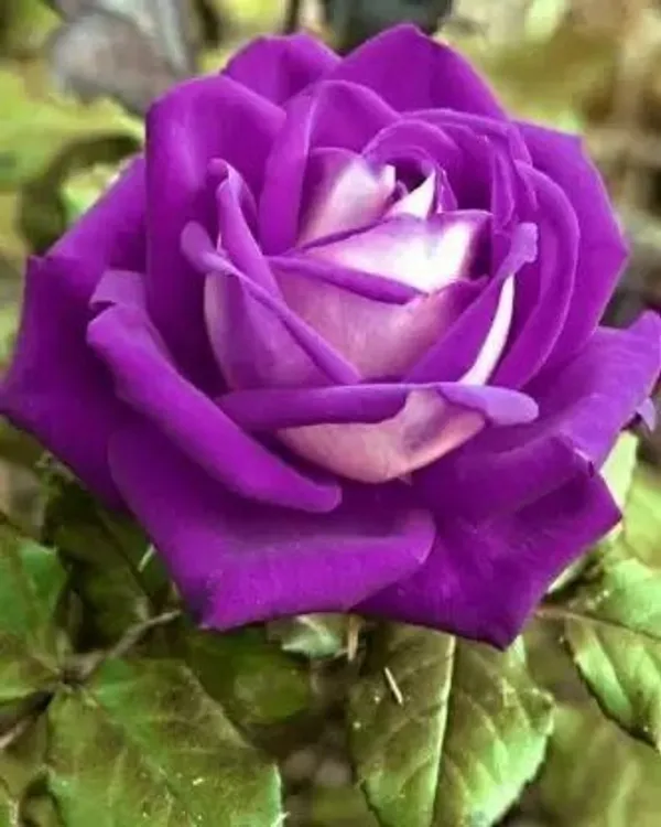 Rose_Plant_(Hybrid,_Pack_of_1)