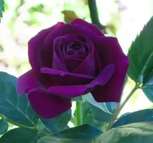 Rose_Plant_(Hybrid,_Pack_of_1)