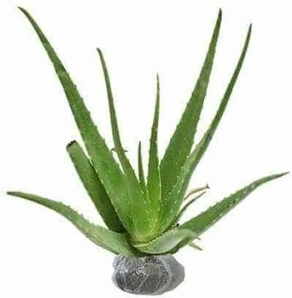 Aloe_Vera_Plant_(Hybrid,_Pack_of_1)