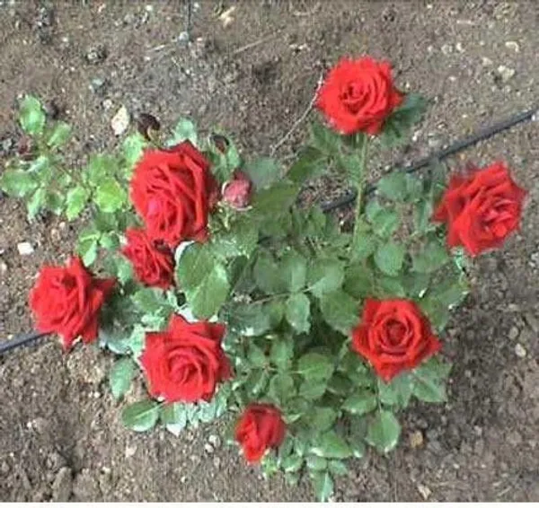 Rose_Plant_(Hybrid,_Pack_of_1)