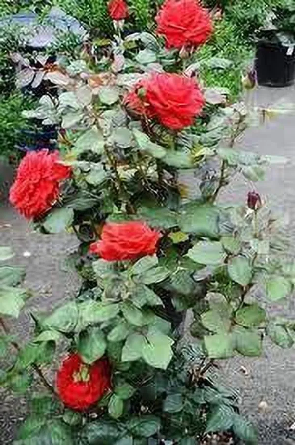 Rose_Plant_(Hybrid,_Pack_of_1)