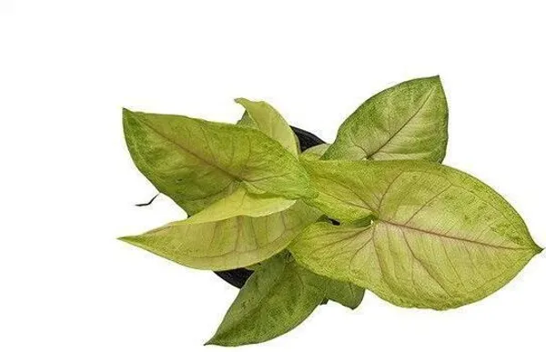 Syngonium_Plant_(Hybrid,_Pack_of_1)