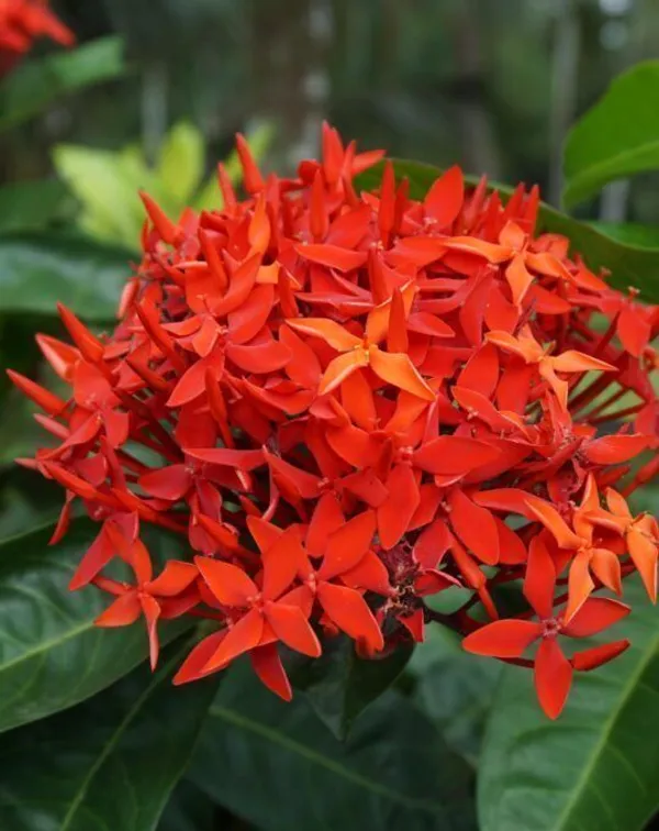 Ixora_Mini_Red_Flowering_Plant_(Hybrid,_Pack_of_1)