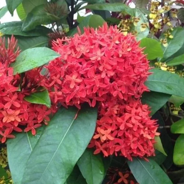 Ixora_Mini_Red_Flowering_Plant_(Hybrid,_Pack_of_1)