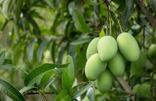 Mango_Plant_(Hybrid,_Pack_of_1)