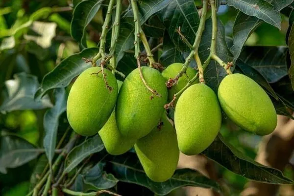Mango_Plant_(Hybrid,_Pack_of_1)