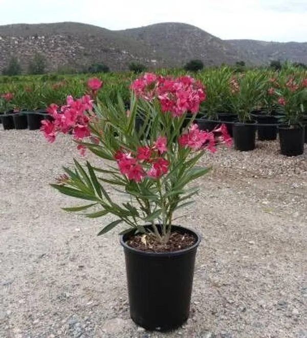 Kaner_Plant_(Hybrid,_Pack_of_1)