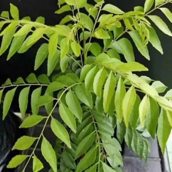 Curry_Leaf_Plant_(Hybrid,_Pack_of_1)