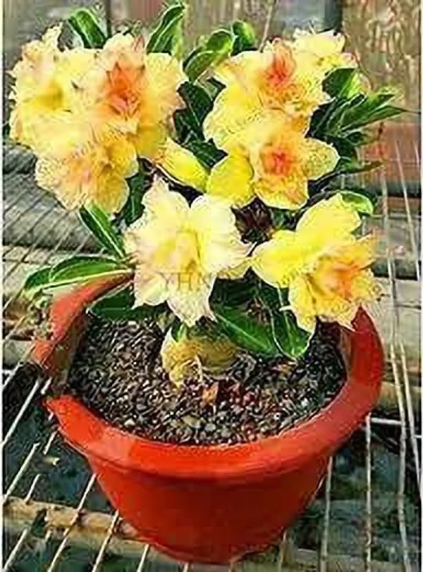Adenium_Plant_(Hybrid,_Pack_of_1)
