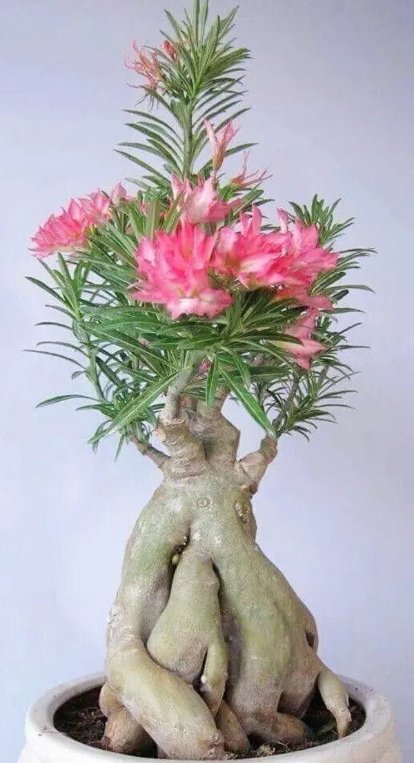 Hibiscus_Plant_(Hybrid,_Pack_of_1)