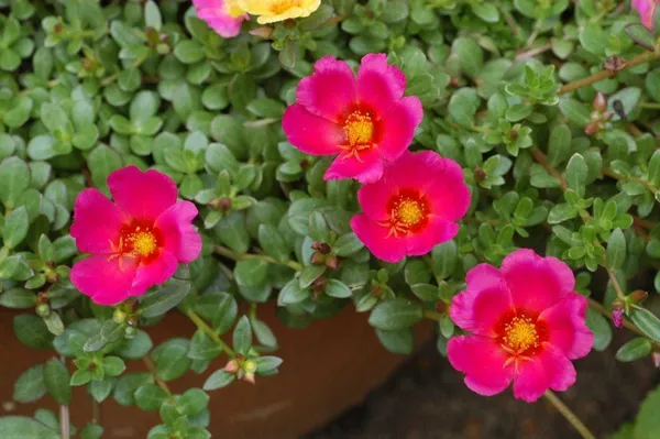 Portulaca_Plant_(Hybrid,_Pack_of_1)