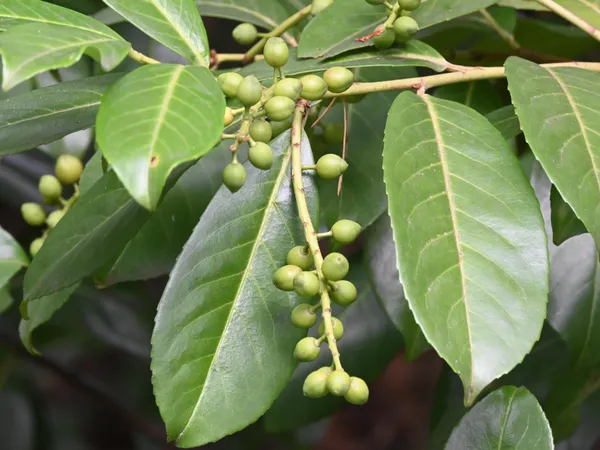 Bay_Leaf_Plant_(Hybrid,_Pack_of_1)