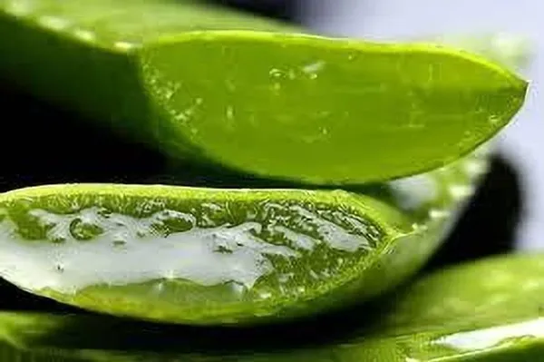Aloe_Vera_Plant_(Hybrid,_Pack_of_1)